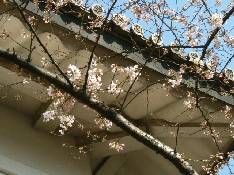 武道館の桜=3月19日=