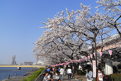 2009年　墨堤の桜