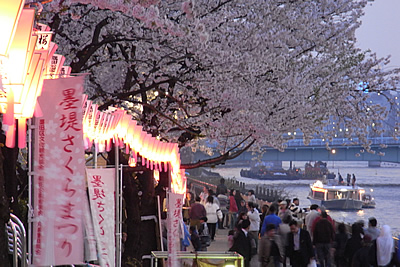 墨堤桜の夕景
